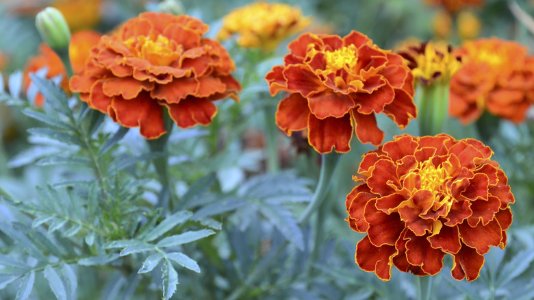 Close-up of marigolds, highlighting them as great companion plants