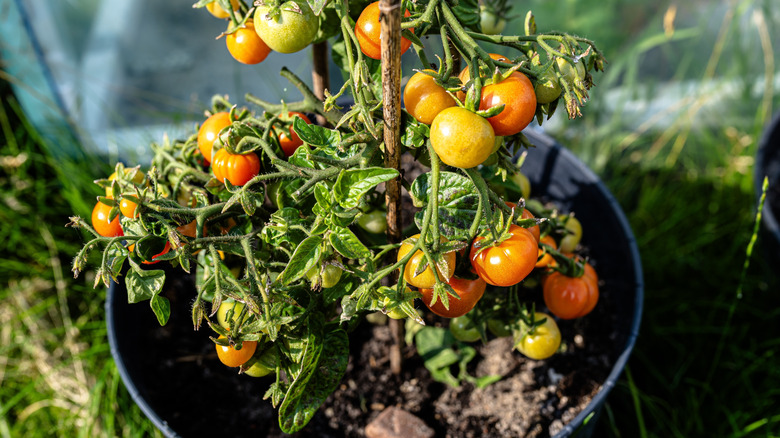 A container with a tomato plant growing in it