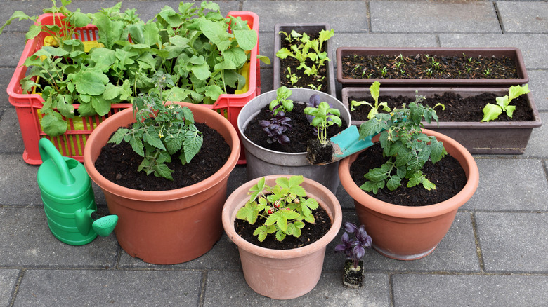 Several containers with plants in them