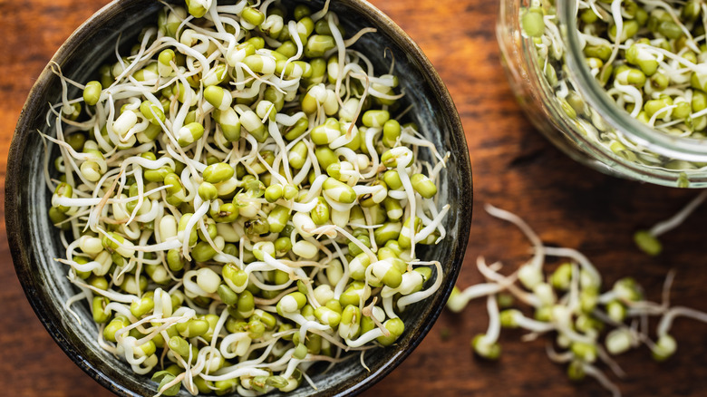 mung bean sprouts 