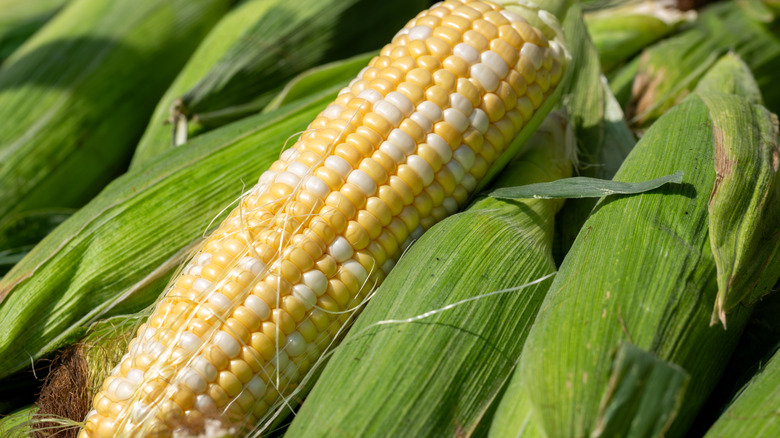 Corn on the cob piled high at a market with the top piece half shucked