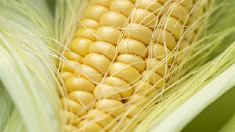 Close-up of a freshly-peeled ear of corn with husks and corn silk
