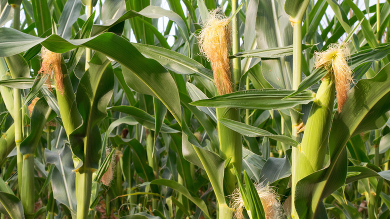 Corn in the field with corn silk sticking out