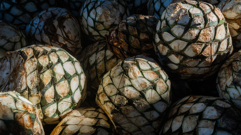 A pile of agave plants