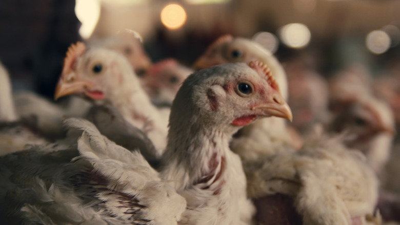 Chickens in a pen