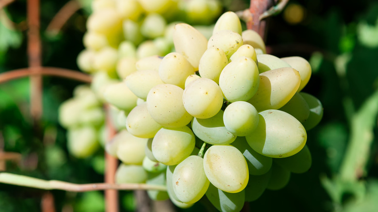 cotton candy grapes on a vine