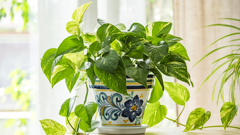 a pothos plant in a beautifully decorated ceramic pot