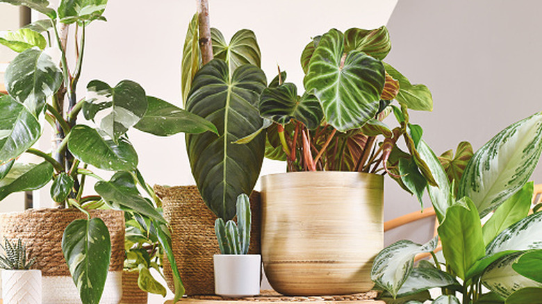 Could Your Kitchen Use Some Houseplants? They May Help Beat Cabin Fever, According To Research