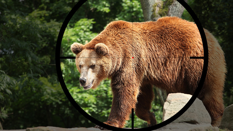 Brown bear with hunter's sights overlaid