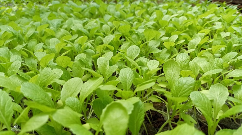 crop of mustard plants