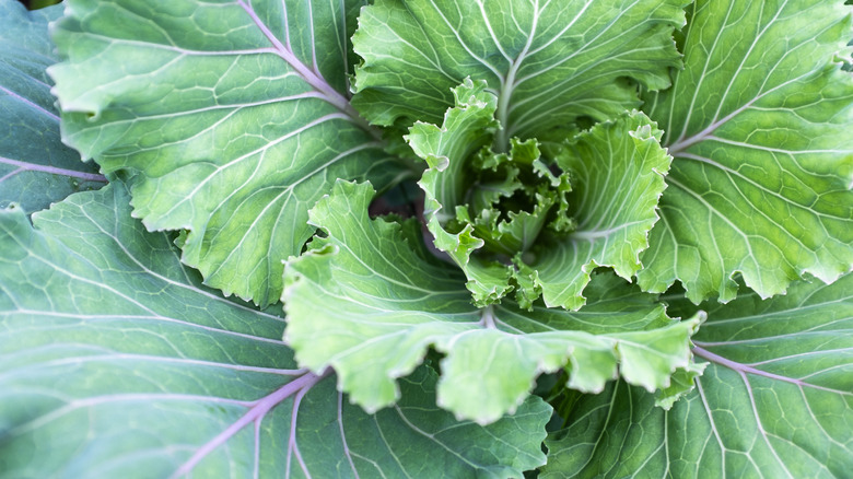 Close up of cabbage leaves