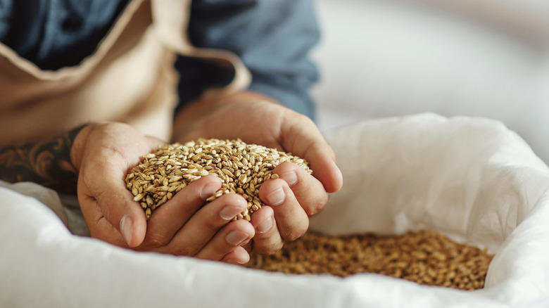 A person shown with a handful of grain taken from a bag below them