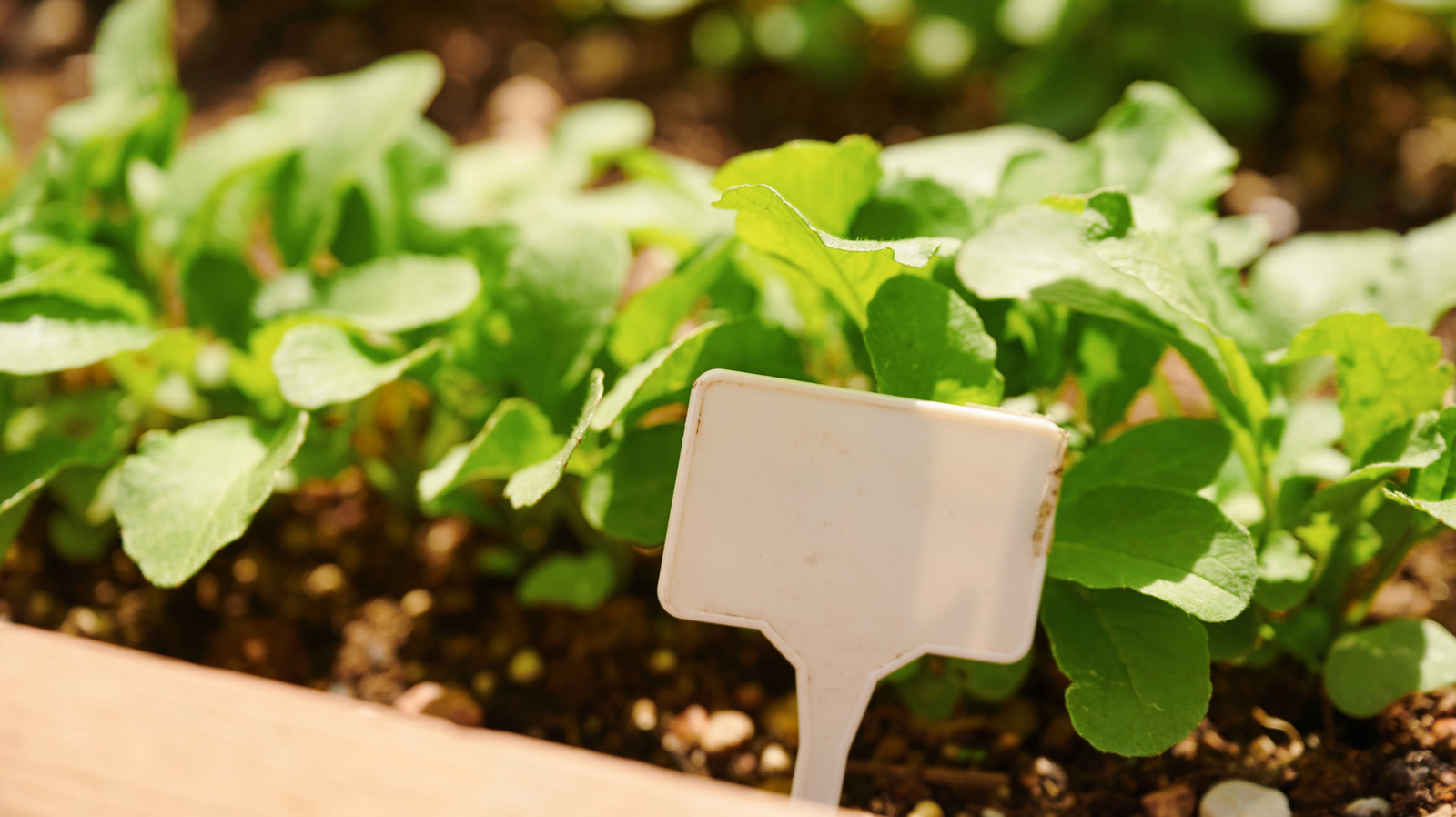 DIY Mini Garden Signs Are Easy To Make — Just Grab Popsicle Sticks And Paint