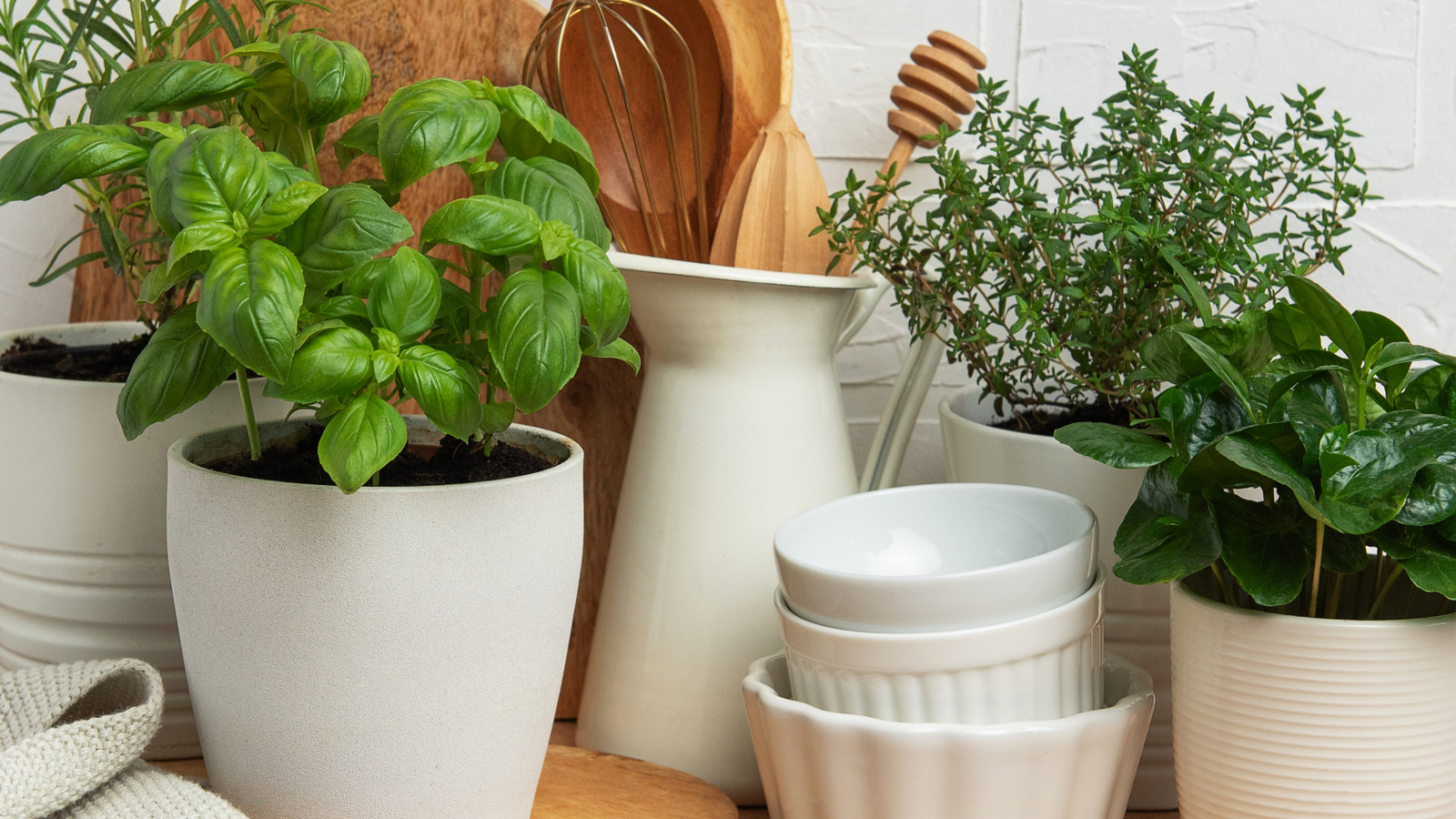 Do Container Herbs Need To Be Repotted?