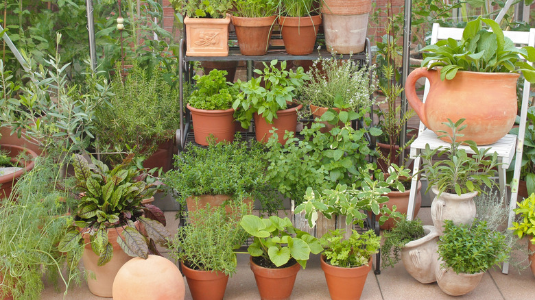 A potted outdoor herb garden