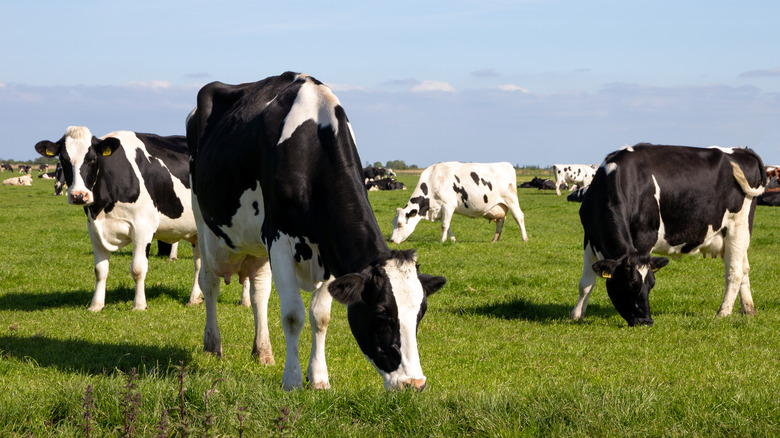 Dairy cows grazing in grass