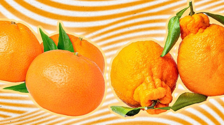 Satsuma and shiranui mandarins