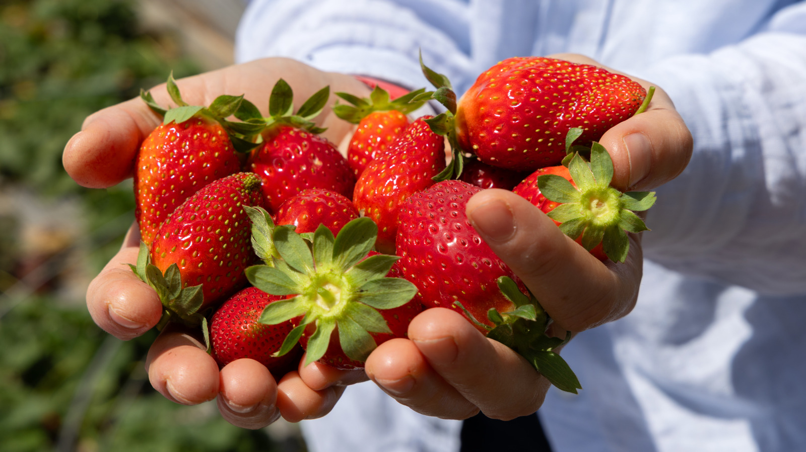 Do Smaller Strawberries Actually Taste Different Than Larger Ones?
