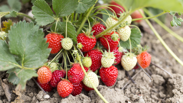 A bunch of strawberries, some ripe, some green, growing in soil outside.