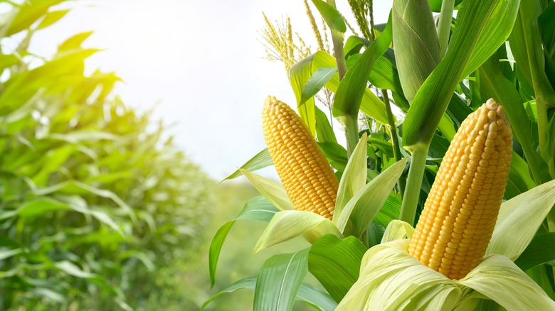 ears of corn in cornfield