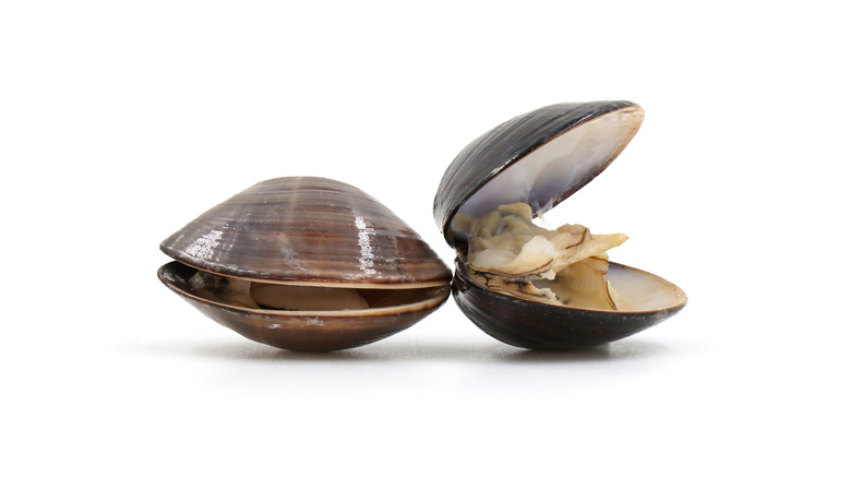 A pair of clams
