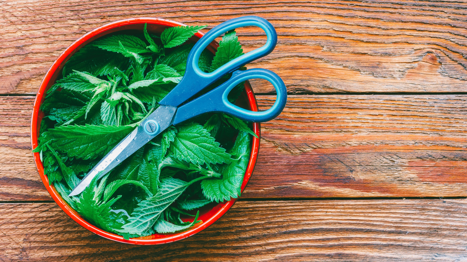 Multi-Blade Kitchen Scissors for Herbs and Green Leaves