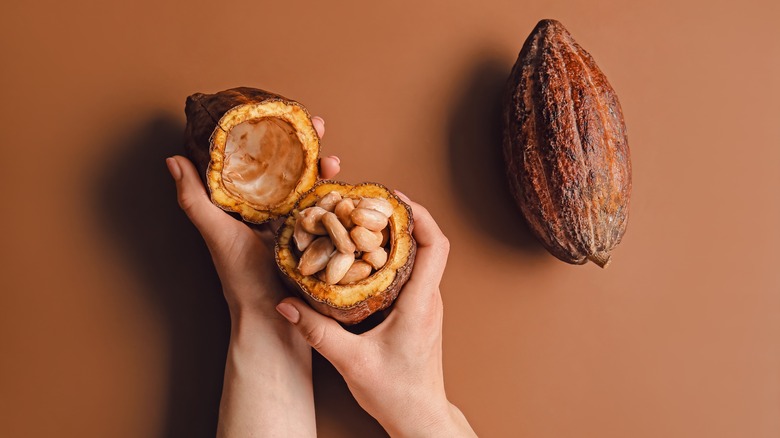 Person holding halved cacao pod 