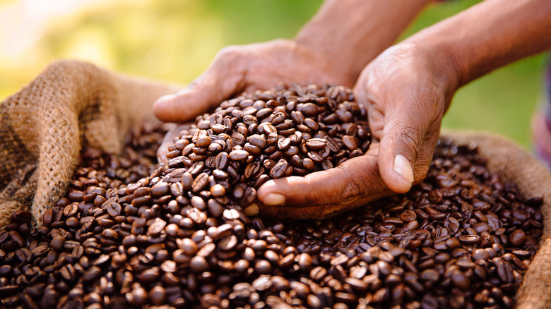 Farmer holds coffee beans