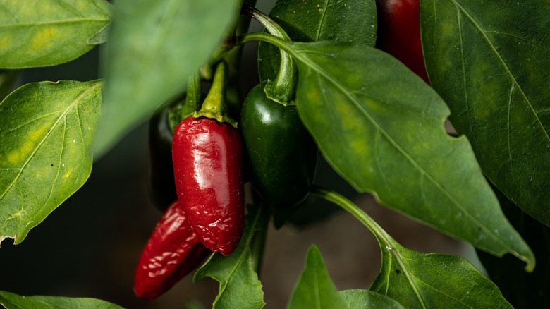 Red and green jalapeño peppers growing on the plant
