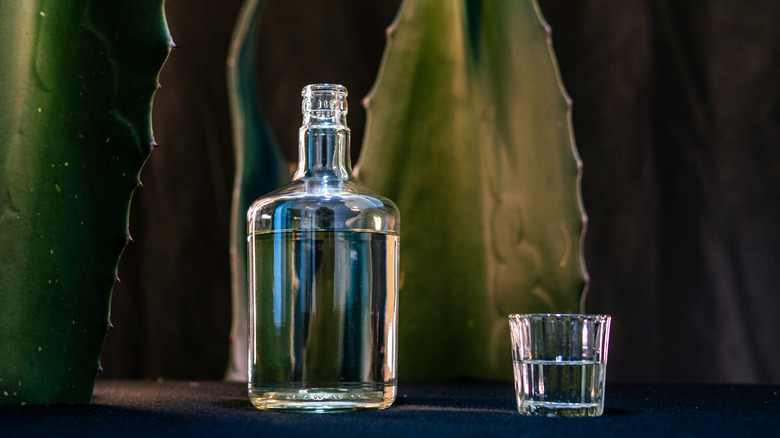 glass of mezcal placed next to clear bottle with agave leaves in background