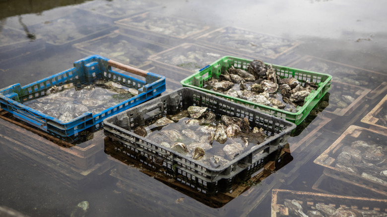 Oysters in floating baskets at an oyster farm in the Netherlands