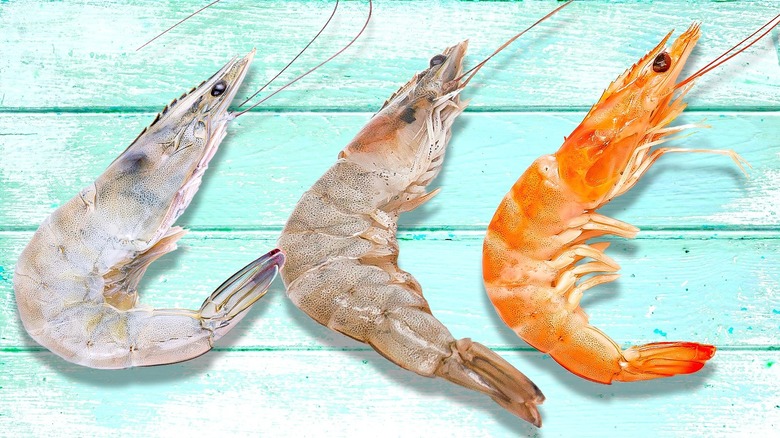 White, brown, and pink shrimp