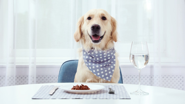Dog at dining table