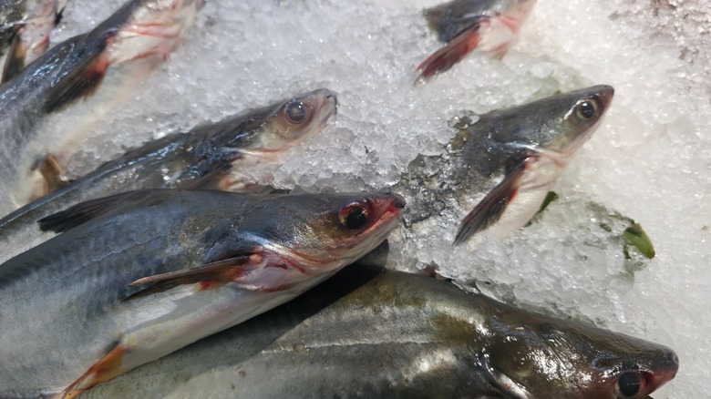 Pangasius catfish on ice