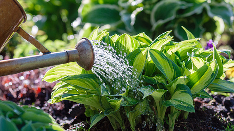 A watering can poured over a plant