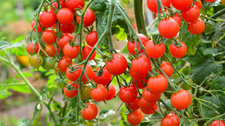 Tomato plants