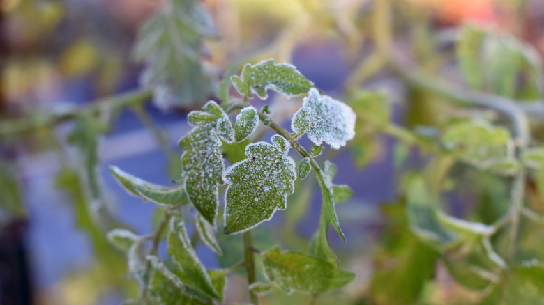 Tomato plant leaves covered in frost