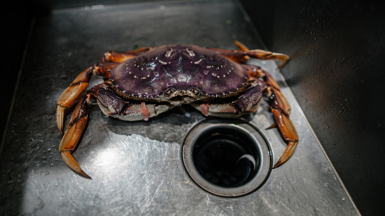 Don't Put This Type Of Seafood Down Your Sink Drain