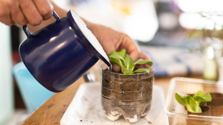 person watering seedling planted in a cut-up repurposed plastic water bottle.