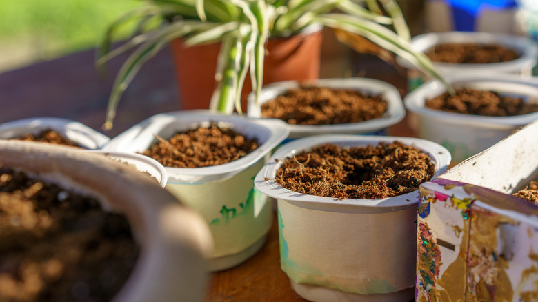 Soil for planting in repurposed plastic yogurt cups