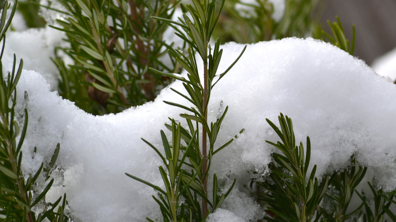 Rosemary in winter snow