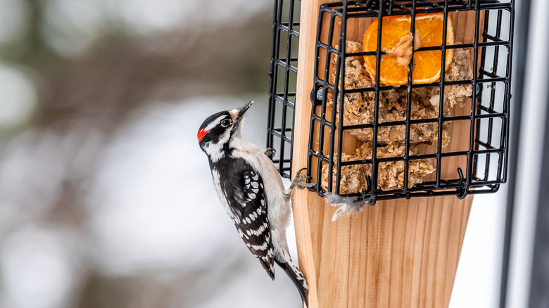 Bird feeding on suet in caged bird feeder