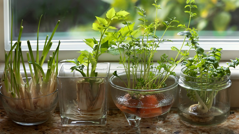 glass jars with herbs