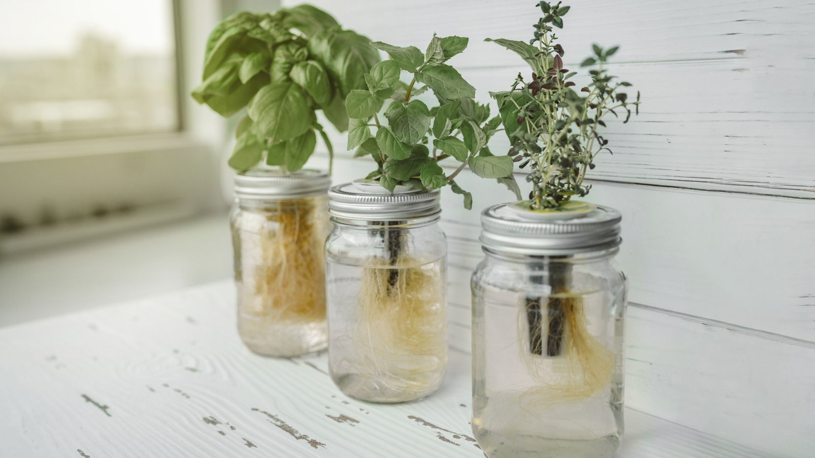 Don't Throw Out Extra Glass Jars, Save Them To Make An Herb Garden Right In Your Kitchen - Tasting Table