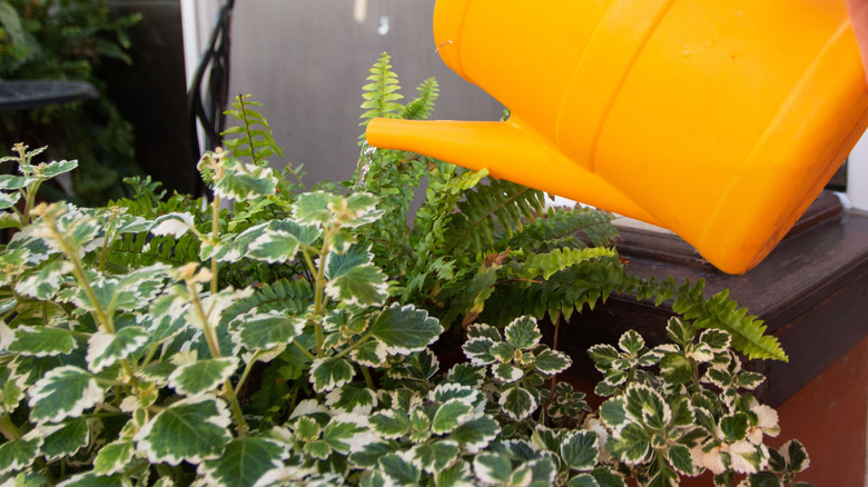yellow watering can watering a fern