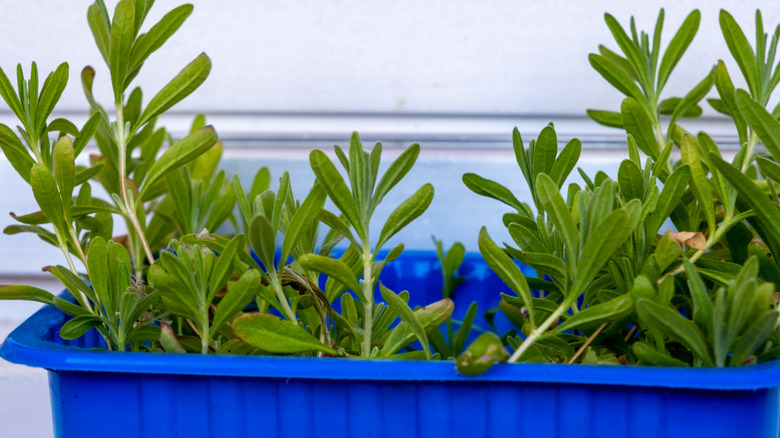 herb in plastic container
