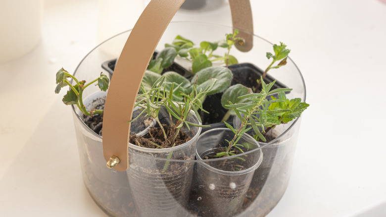 herbs in plastic containers