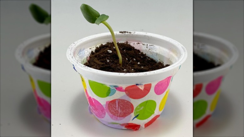 A plastic yogurt container covered in decorative pattern filled with soil and a seedling