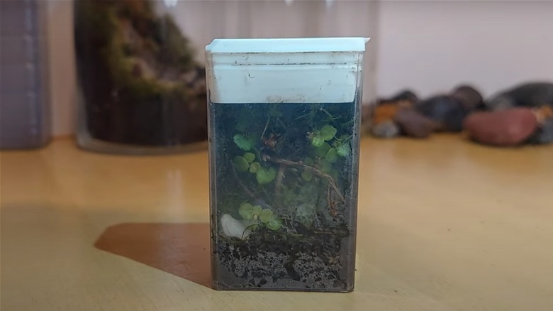 Terrarium in a Tic Tac box with rocks in the background