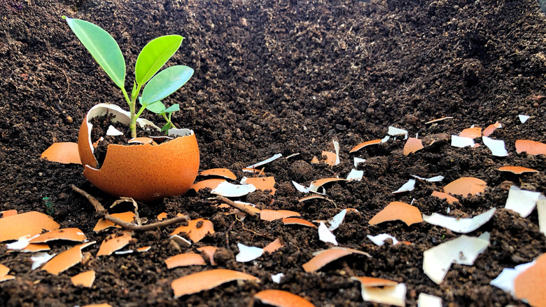 Small green seedling planted into an eggshell half, surrounded by broken eggshell pieces